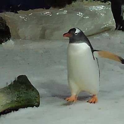 ゆーだい