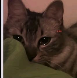 不明だよおおおお