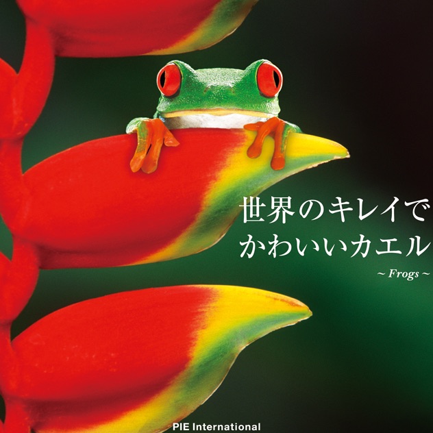 koki